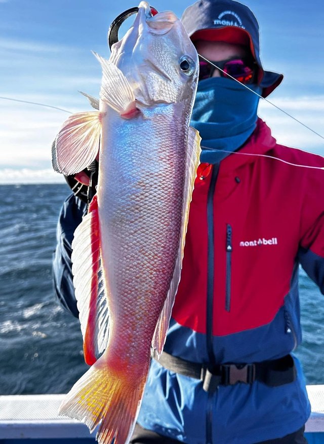 アマダイ(アカアマダイ)