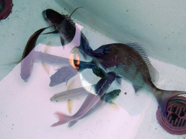 マダイ・イサキ