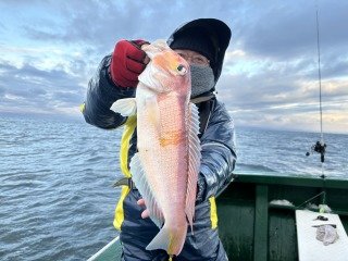 アマダイ(アカアマダイ)