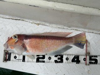 アマダイ(アカアマダイ)