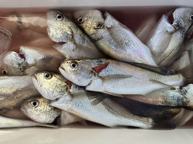 イシモチ(シログチ)