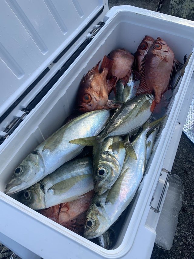 アジ(マアジ)・キントキ(チカメキントキ)