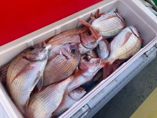 マダイ・ハナダイ(チダイ)