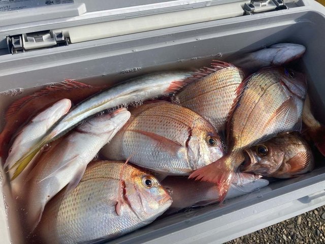 マダイ・ハナダイ(チダイ)