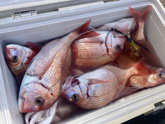 マダイ・ハナダイ(チダイ)