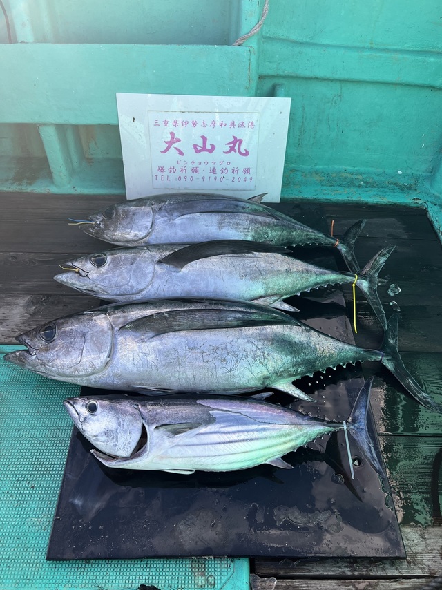 ビンチョウマグロ(ビンナガ)・カツオ