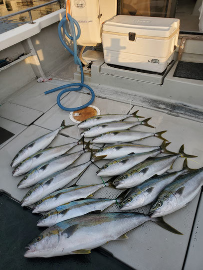 ヤズ(ブリ)・ヒラマサ