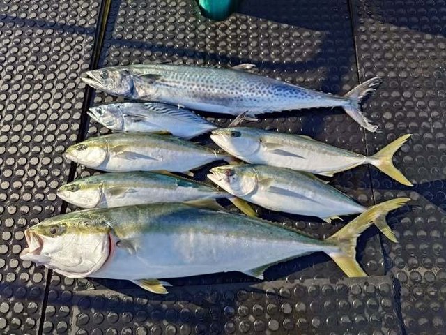 ブリ・ハマチ(ブリ)・サワラ・スマカツオ(スマ)