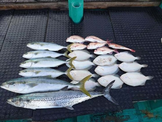 マダイ・ワラサ(ブリ)・ハマチ(ブリ)・サワラ・ホウボウ・ガンゾウヒラメ(ガンゾウビラメ)