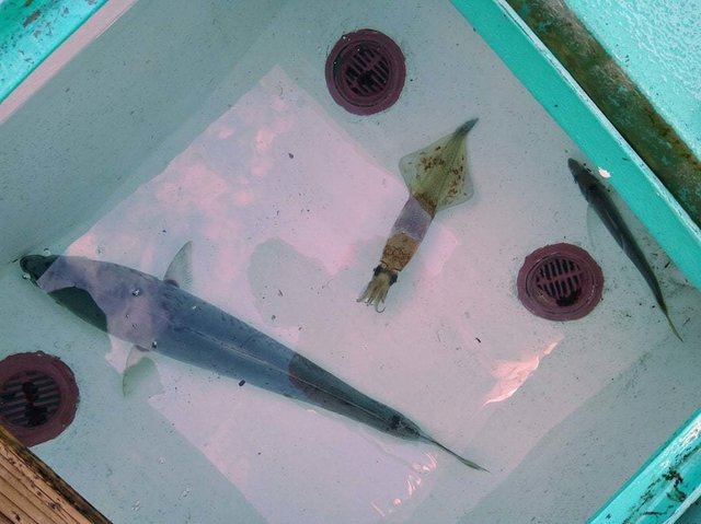 ワラサ(ブリ)・ヤリイカ