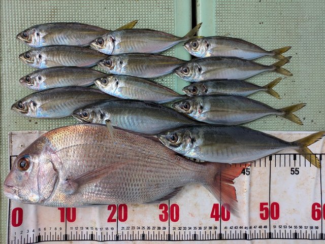 タイ(マダイ)・アジ(マアジ)