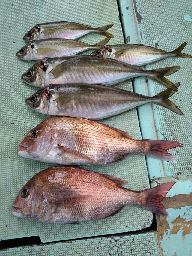 タイ(マダイ)・アジ(マアジ)