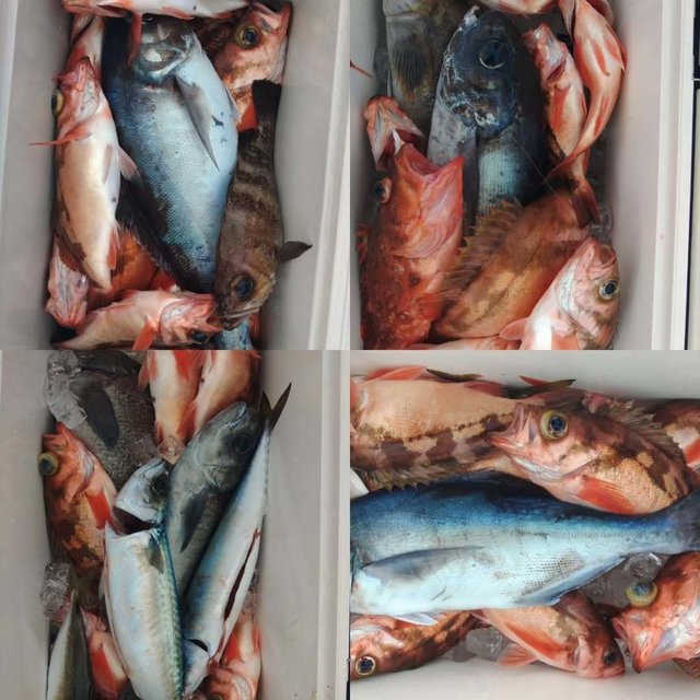 アカメバル(メバル)