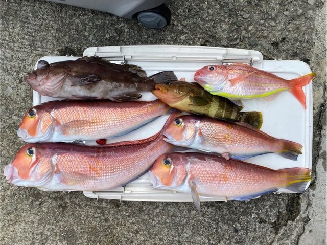 アマダイ(アカアマダイ)