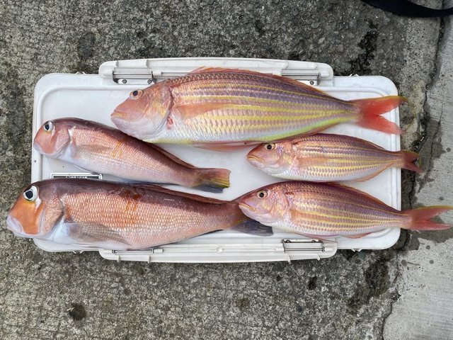 アマダイ(アカアマダイ)・イトヨリ(イトヨリダイ)