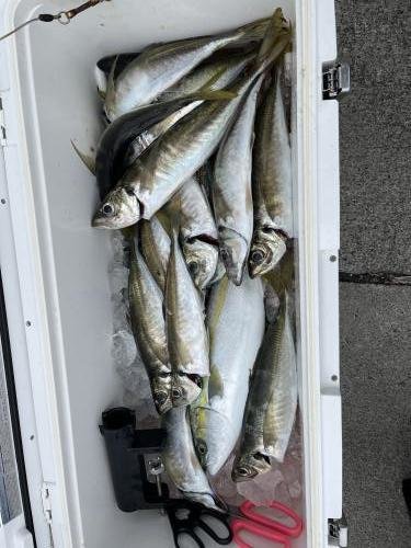 アジ(マアジ)・イナダ(ブリ)