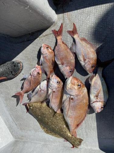 マダイ・ヒラメ