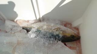 スマガツオ(スマ)