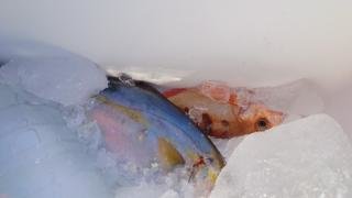 カンパチ・オキメバル(トゴットメバル)