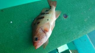 オキメバル(トゴットメバル)