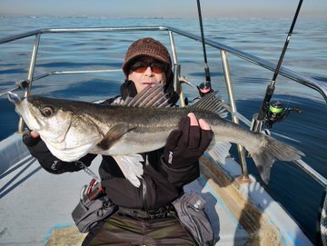 シーバス(スズキ)