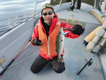 シーバス(スズキ)