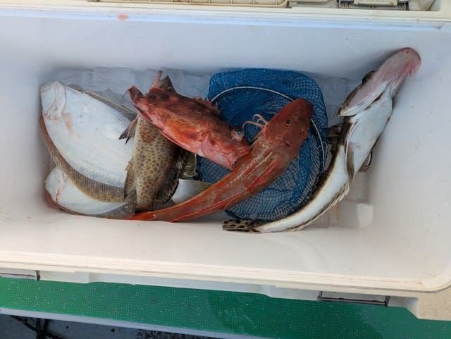 オオモンハタ・カサゴ・ホウボウ・イネゴチ・ヒラメ