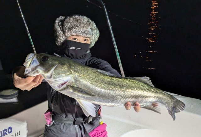 シーバス(スズキ)