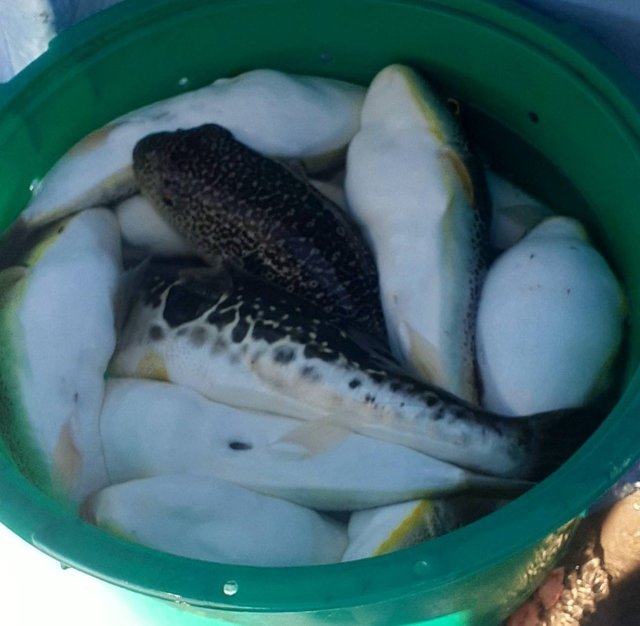 トラフグ・ショウサイフグ