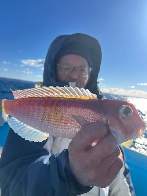 アマダイ(アカアマダイ)