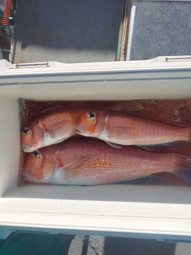 アマダイ(アカアマダイ)