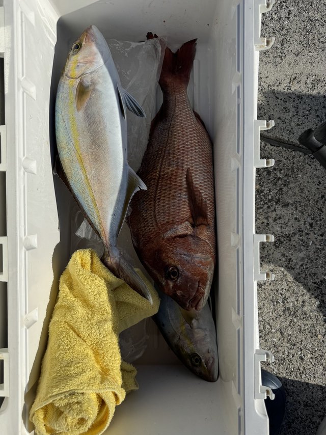 マダイ・カンパチ