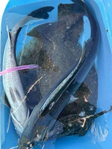 スズキ・ヒラメ