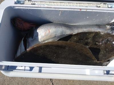 スズキ・ヒラメ