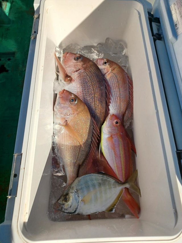 マダイ・カイワリ・イトヨリ(イトヨリダイ)