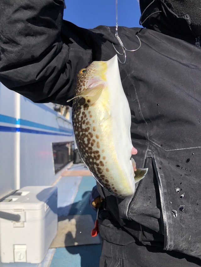 ショウサイフグ