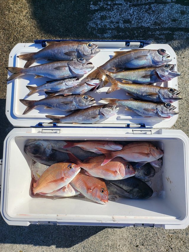 マダイ・クロムツ