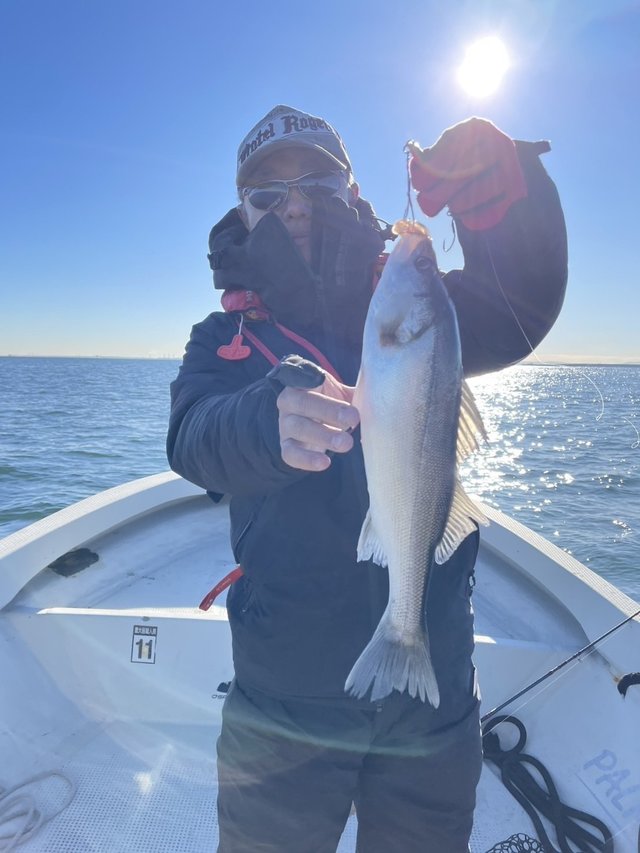 シーバス(スズキ)