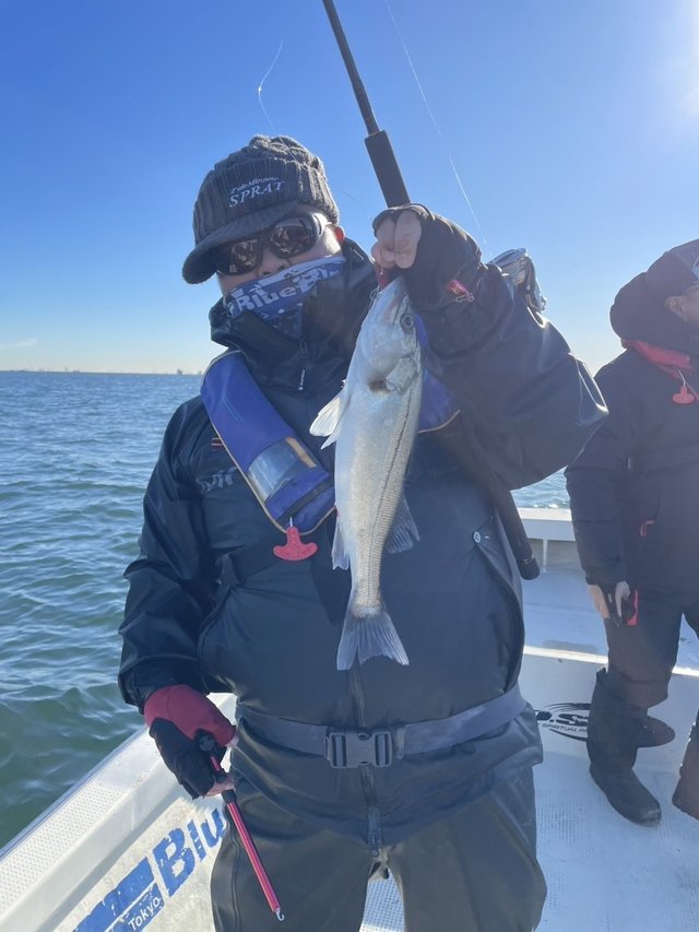 シーバス(スズキ)