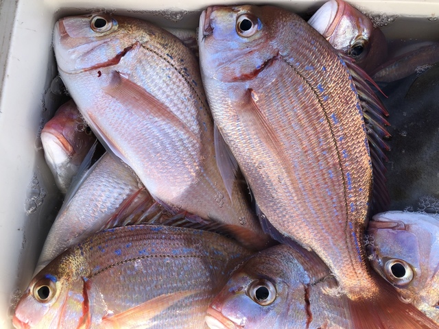 ハナダイ(チダイ)