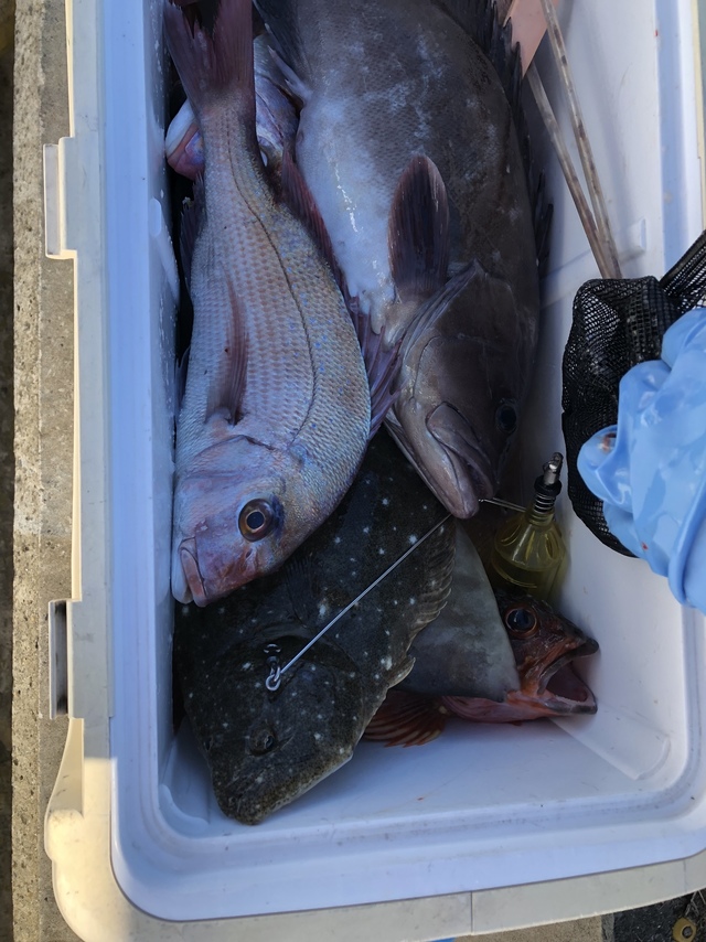 ハナダイ(チダイ)