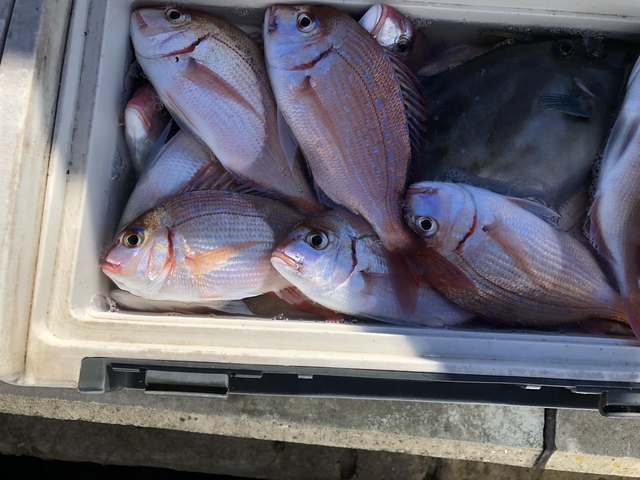 ハナダイ(チダイ)