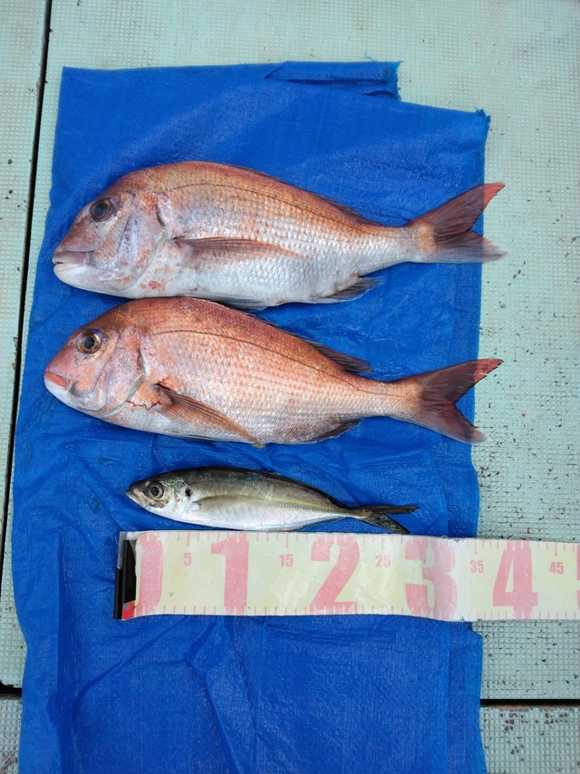 マダイ・マアジ