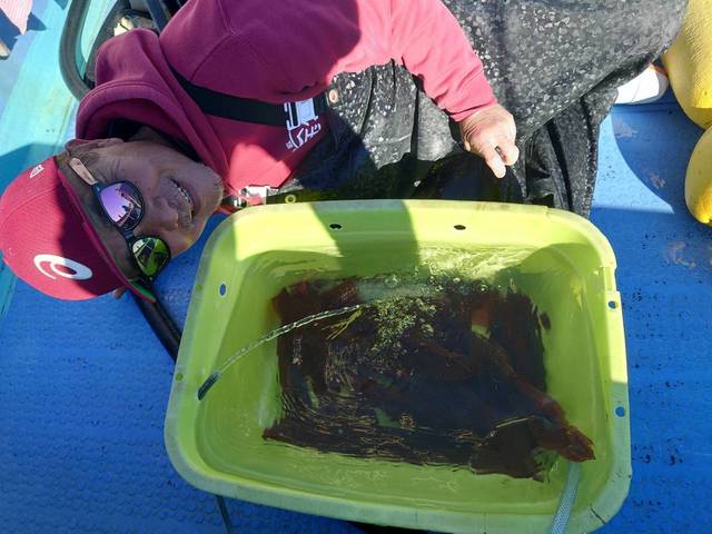 スルメ(スルメイカ)