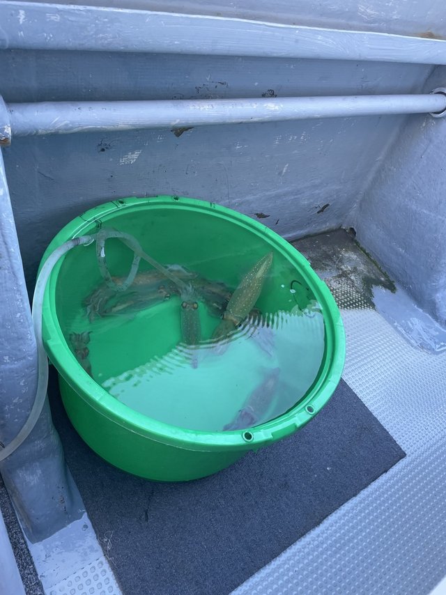 マルイカ(ケンサキイカ)