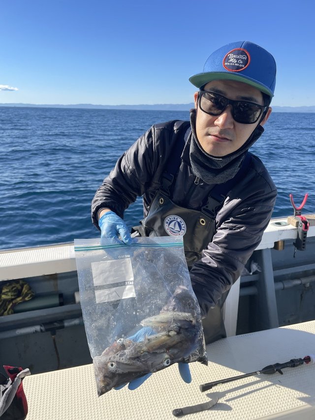 マルイカ(ケンサキイカ)