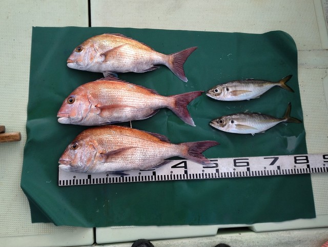 マダイ・マアジ