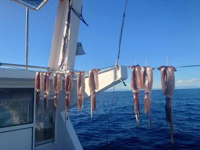 ヤリイカ・スルメイカ