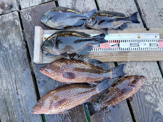 グレ(メジナ)・オオモンハタ