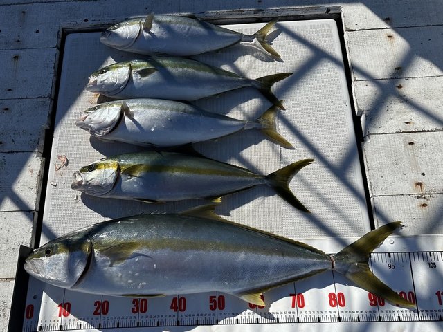 イナダ(ブリ)・ヒラマサ